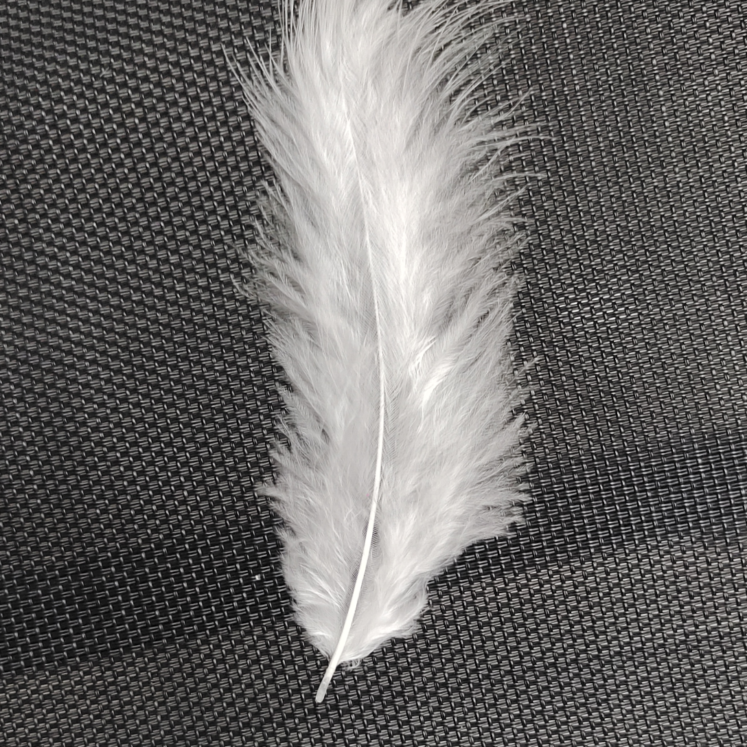 White pintail feathers