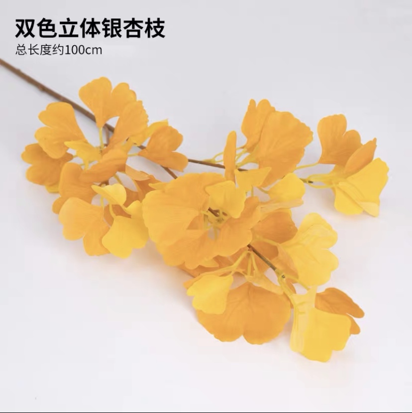 Ginkgo biloba