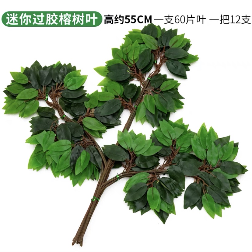 Mini ficus