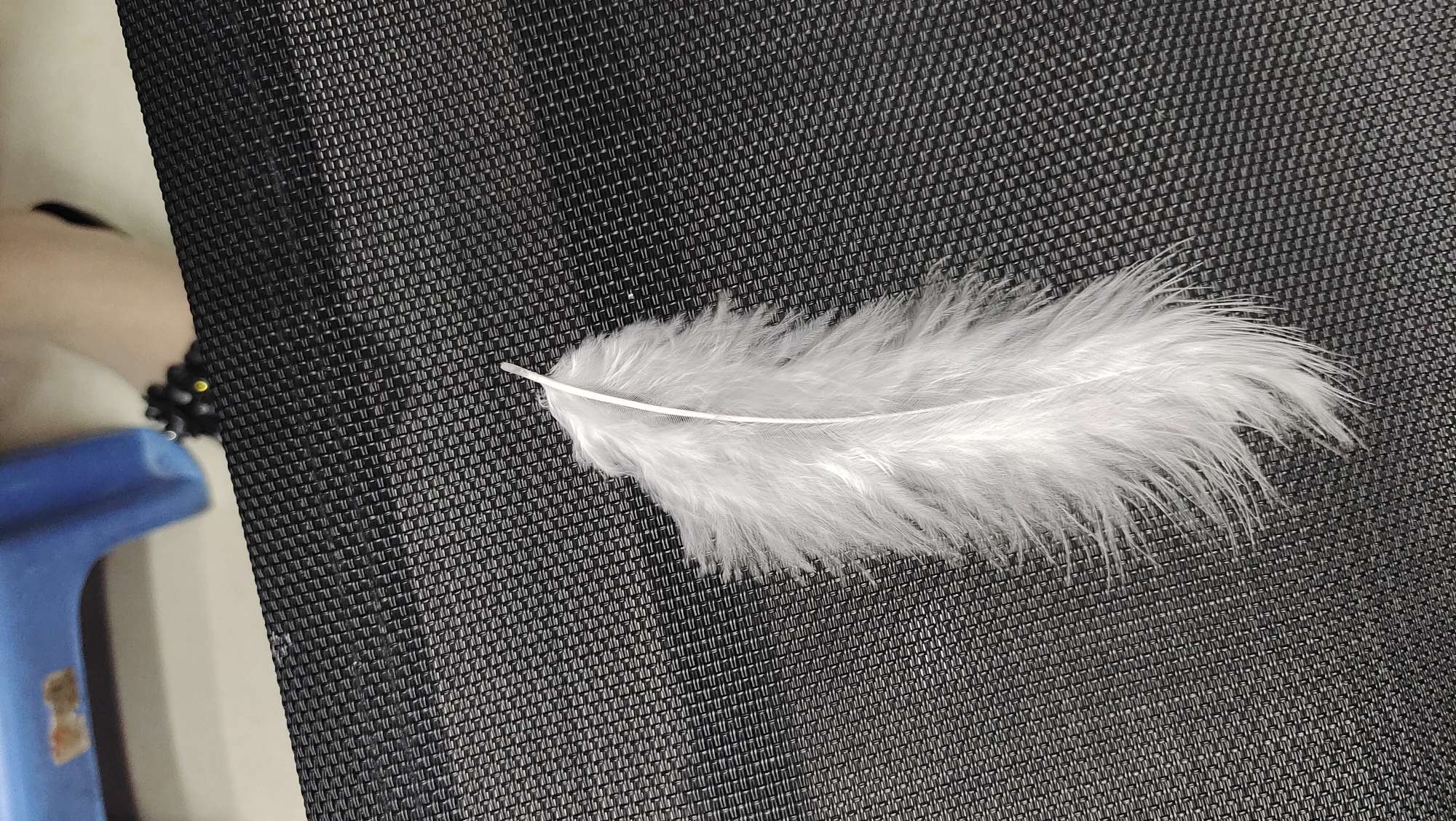 火鸡全绒羽毛红色详情图5