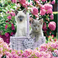 Gray and white cat flower coil book full figure