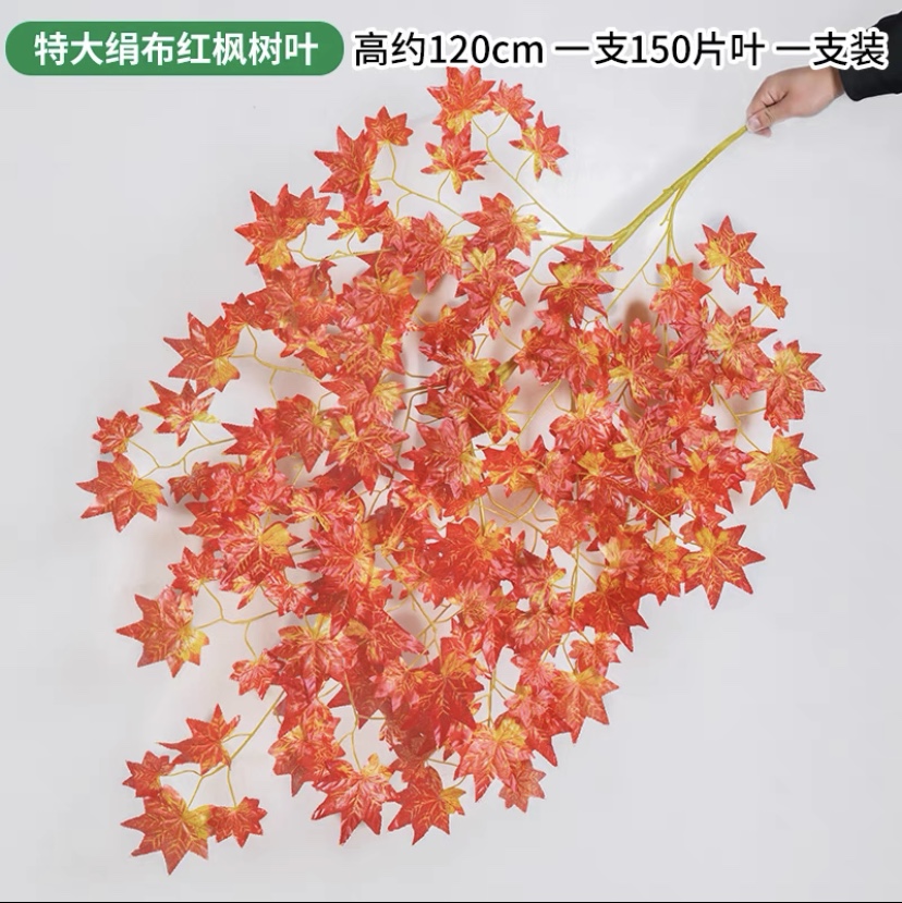 Extra large single red maple