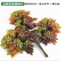 Camphor Tree 1