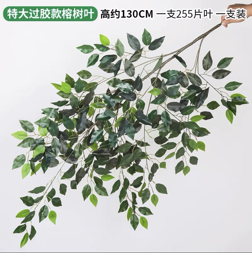 Large ficus leaf