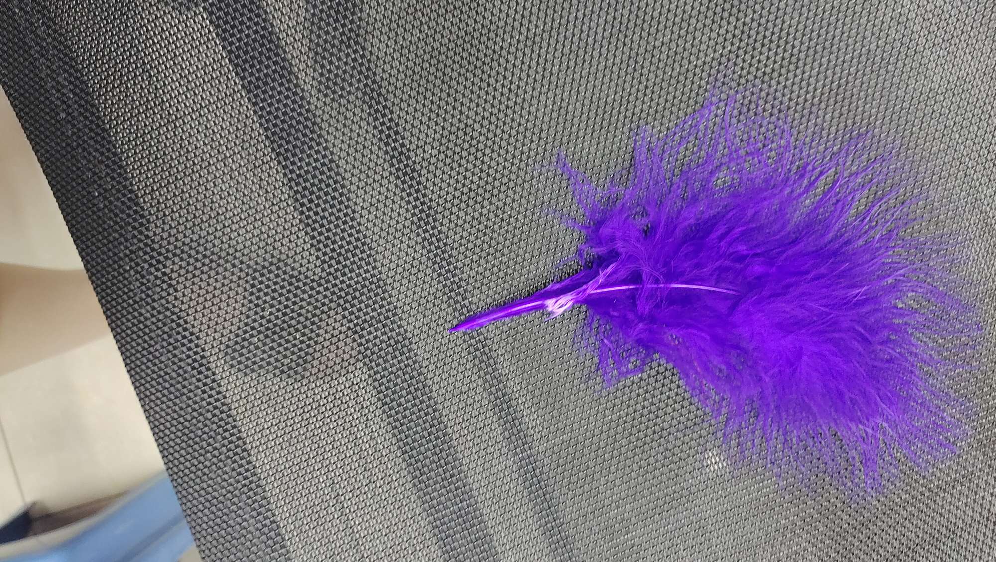 火鸡全绒羽毛梅红色细节图