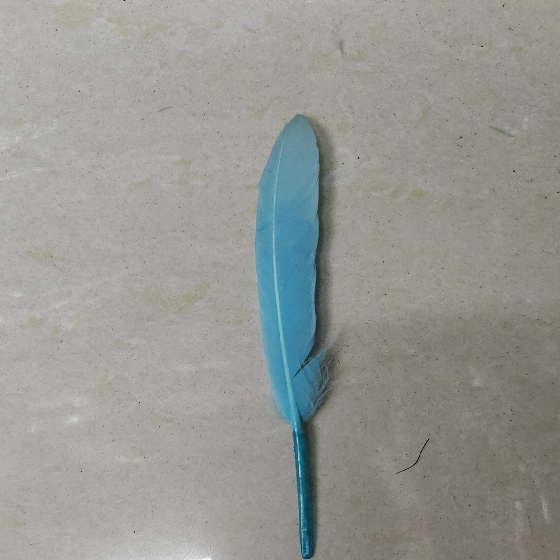 鹅直刀羽毛10-15公分蓝色