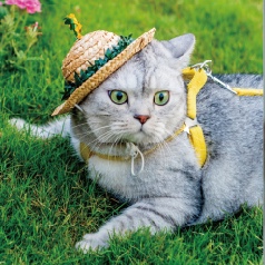 The straw hat cat coil book full figure