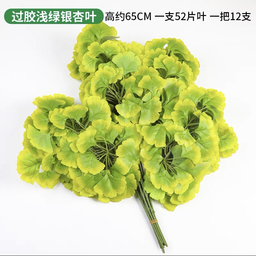 Ginkgo Biloba 1