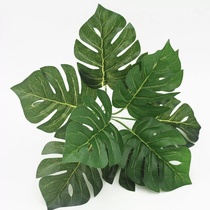 Small green plant 22