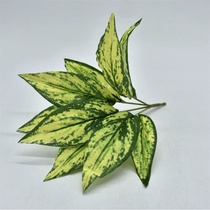 Small green plant 5