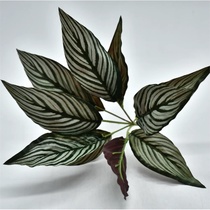 Small green plant 7