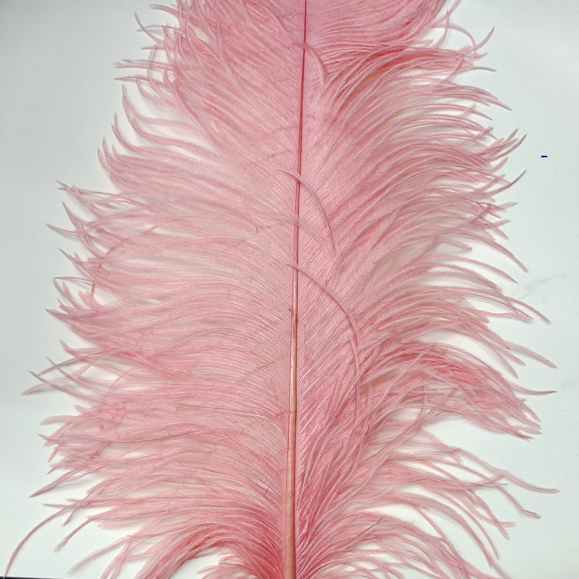 Ostrich feathers 25-30 cm watermelon powder