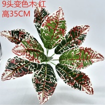 Small green plant 10