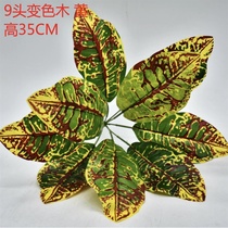 Small green plant 11