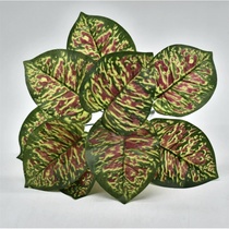 Small green plant 15