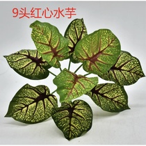 Small green plant 20