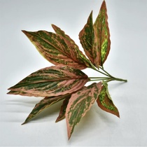 Small green plant 23