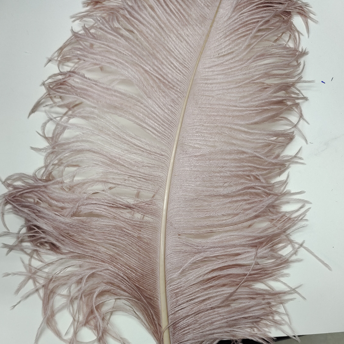 鸵鸟羽毛25-30公分浅卡