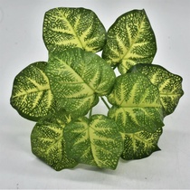 Small green plant 19