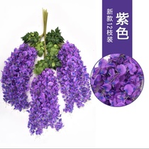 Soybean purple