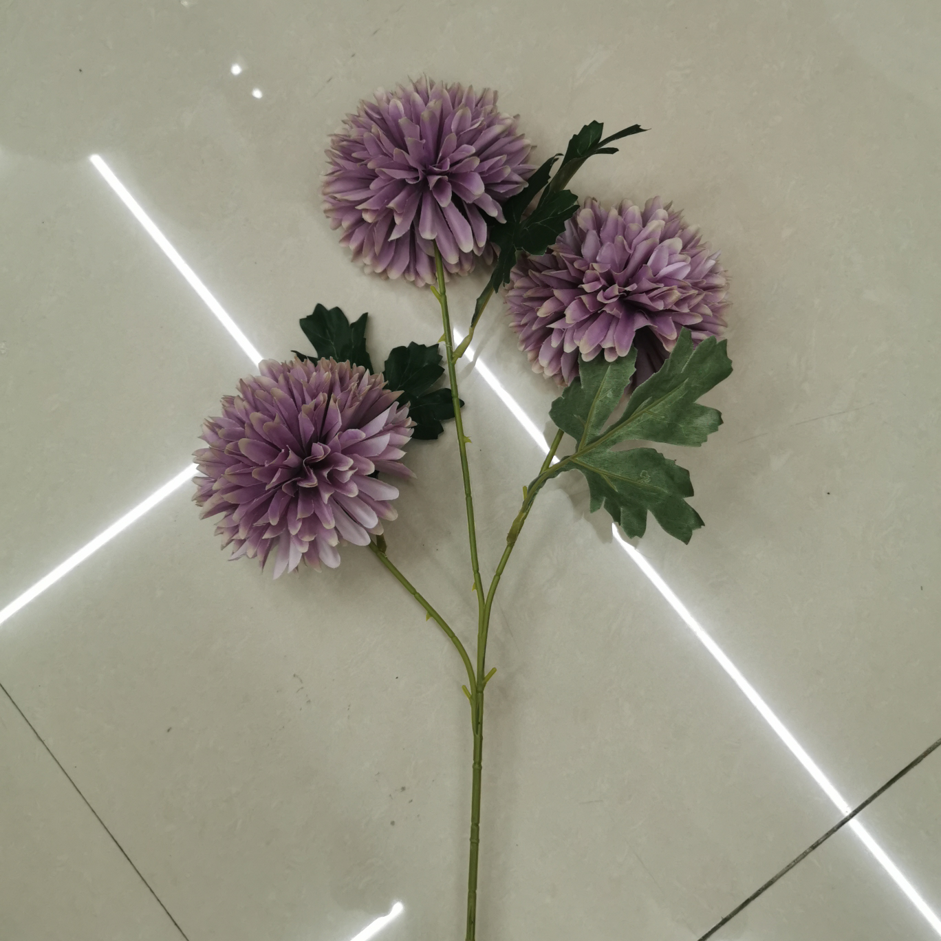الأقحوان