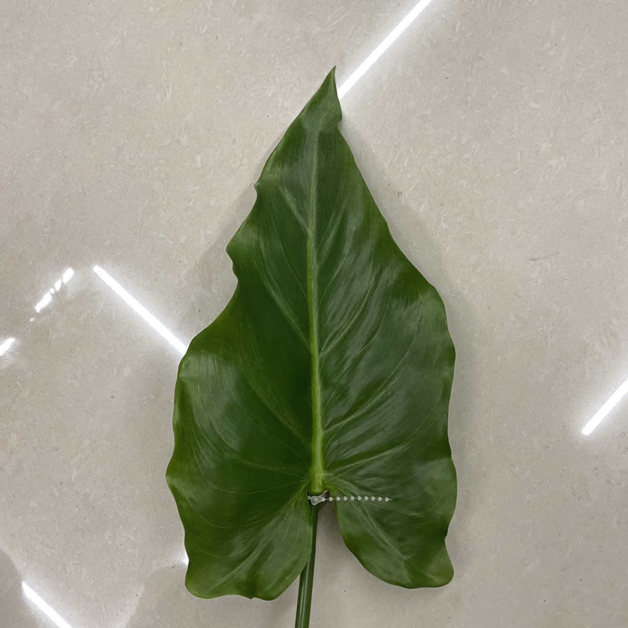 Fairy anthurium