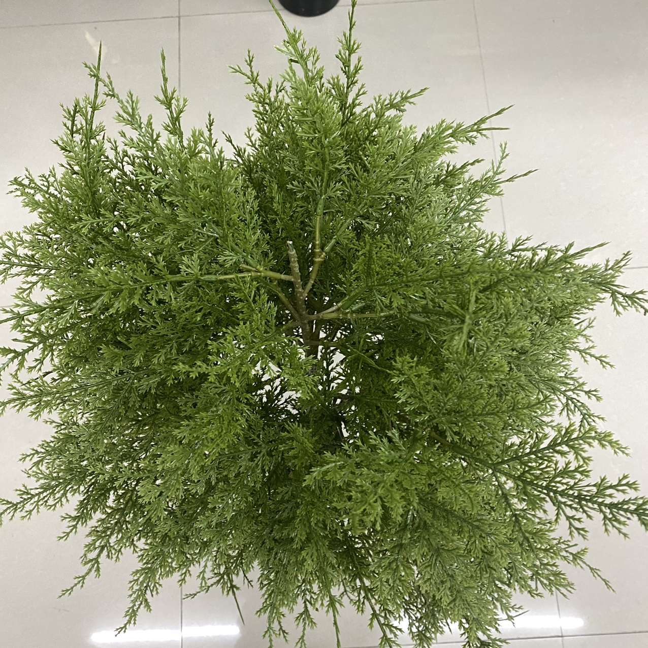 Close view of pine needle tree