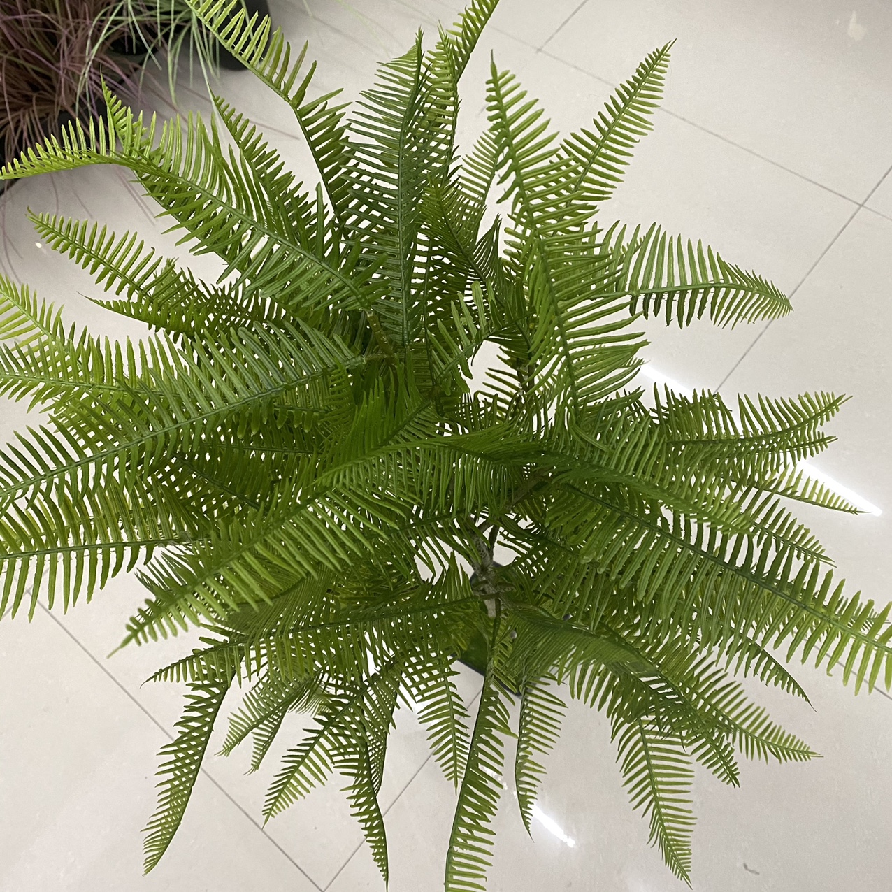 Pine needles are big thumbnail