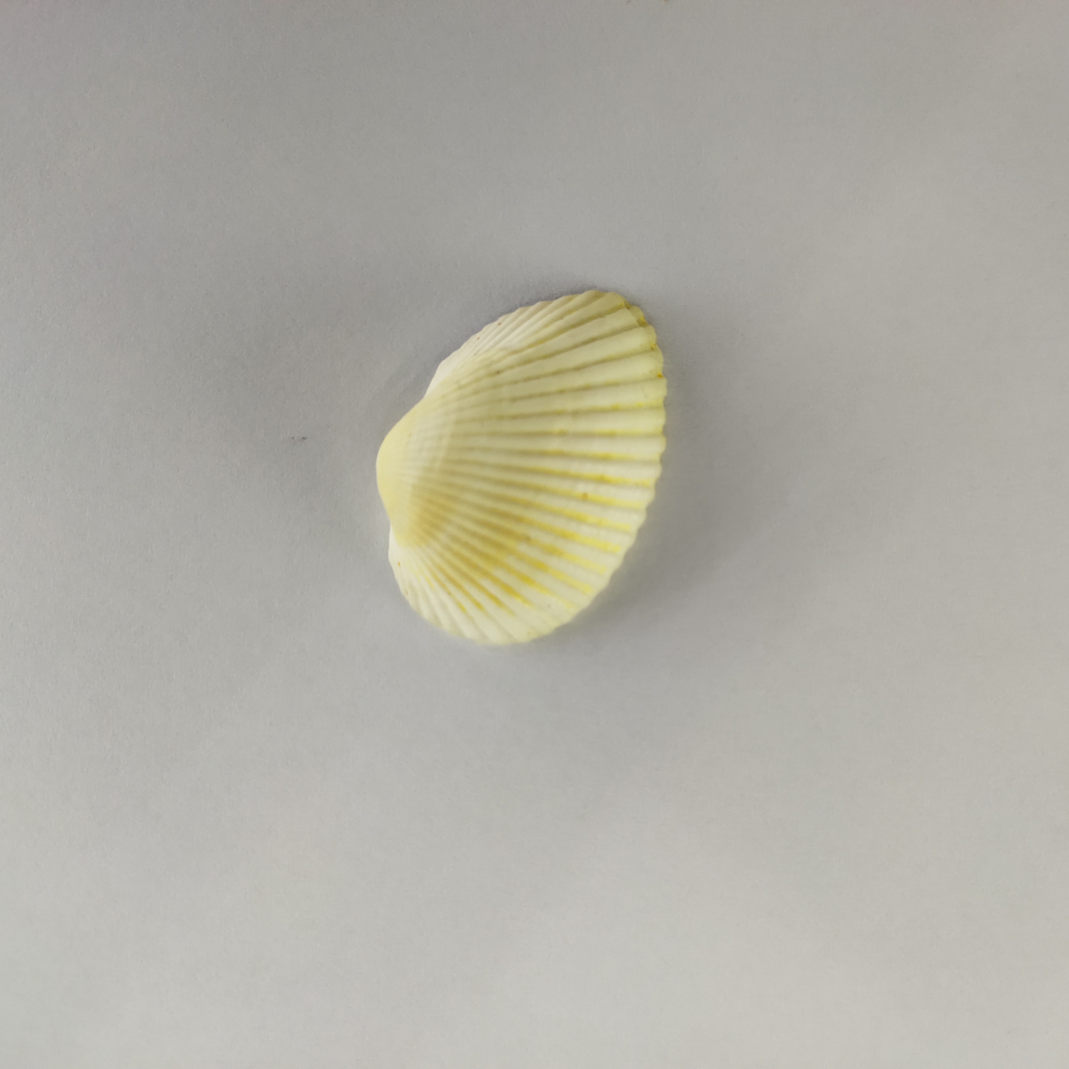 Yellow scallop