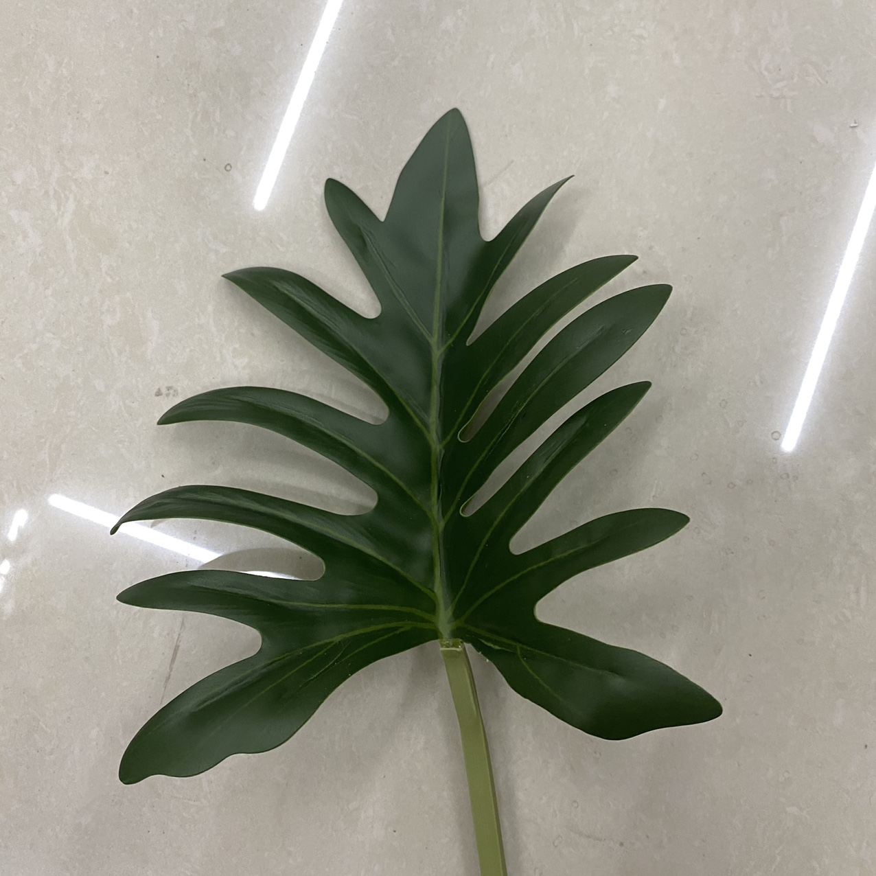 Shark fin leaf