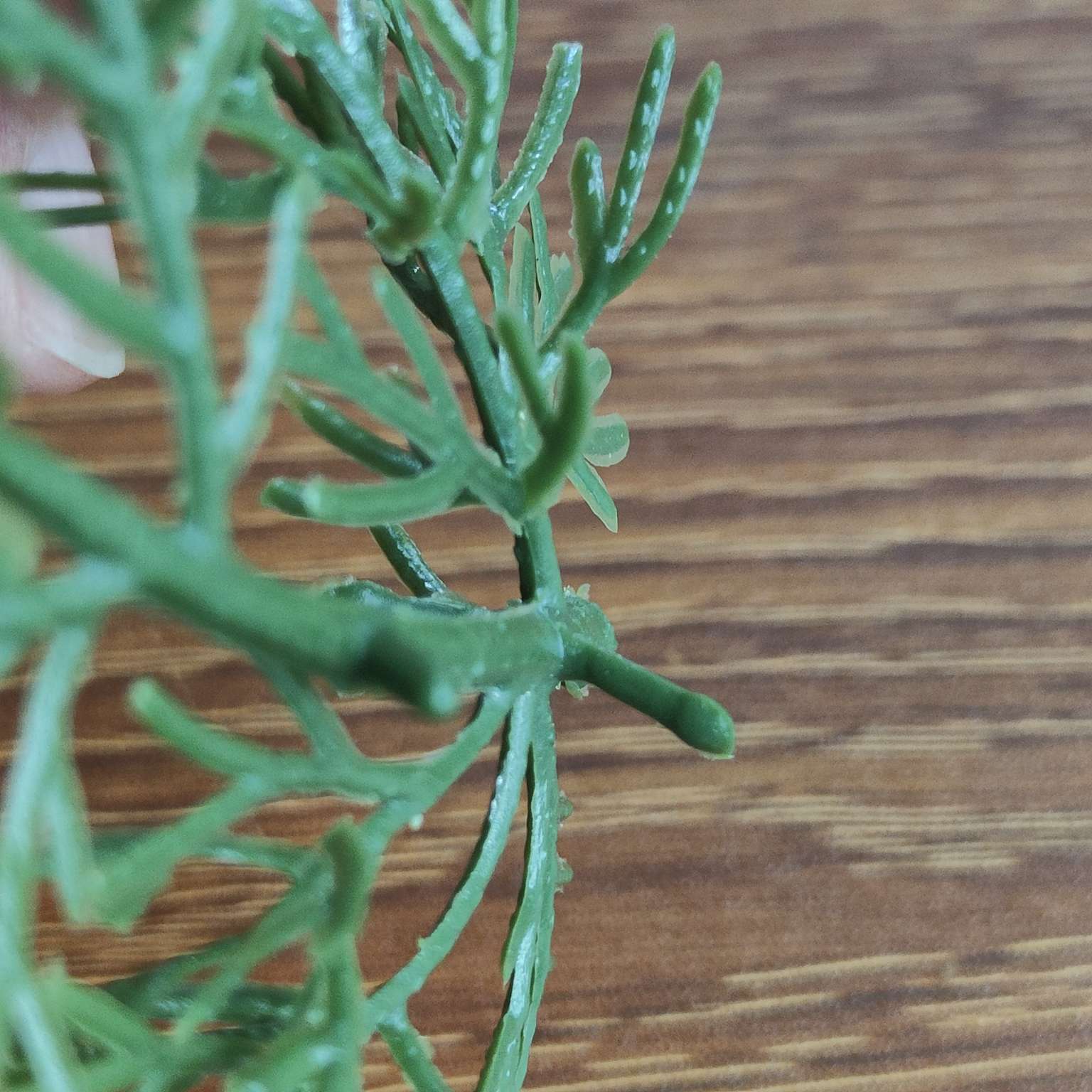 仿真绿植仿真植物摆件塑料水草仿真园艺装饰品444详情图1