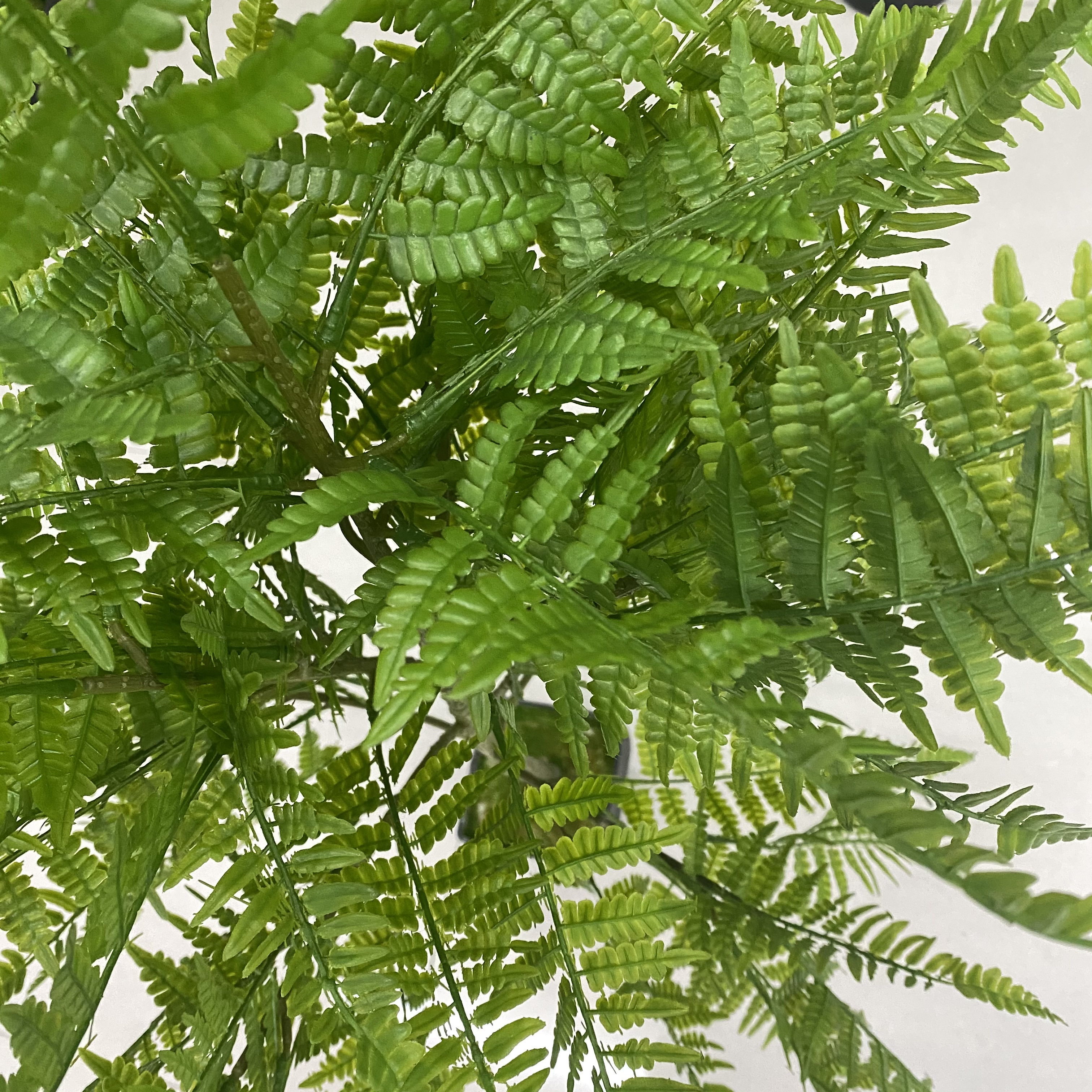 The small blinds tree is small Specification image