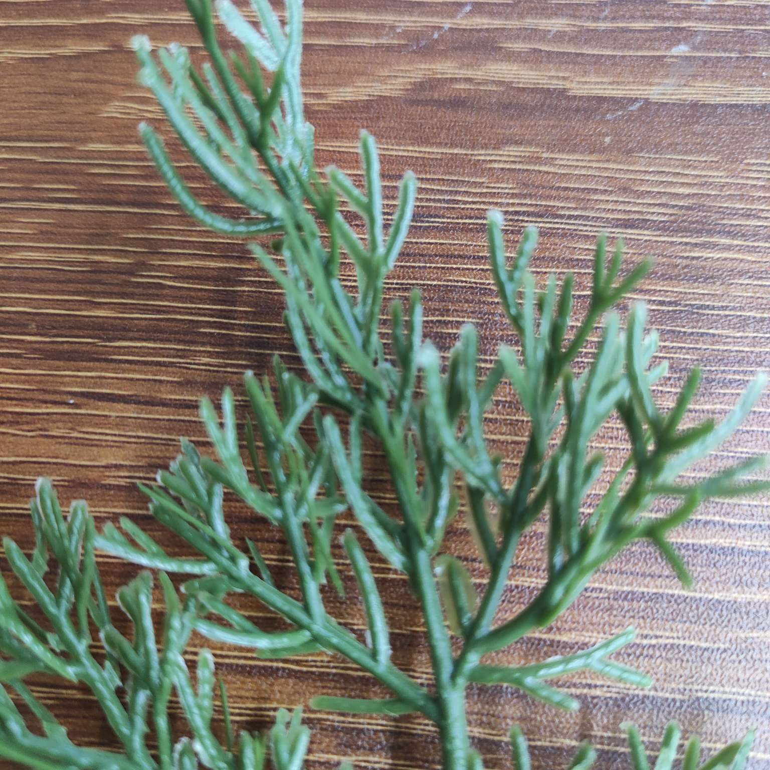 仿真绿植仿真植物摆件塑料水草仿真园艺装饰品444详情图3