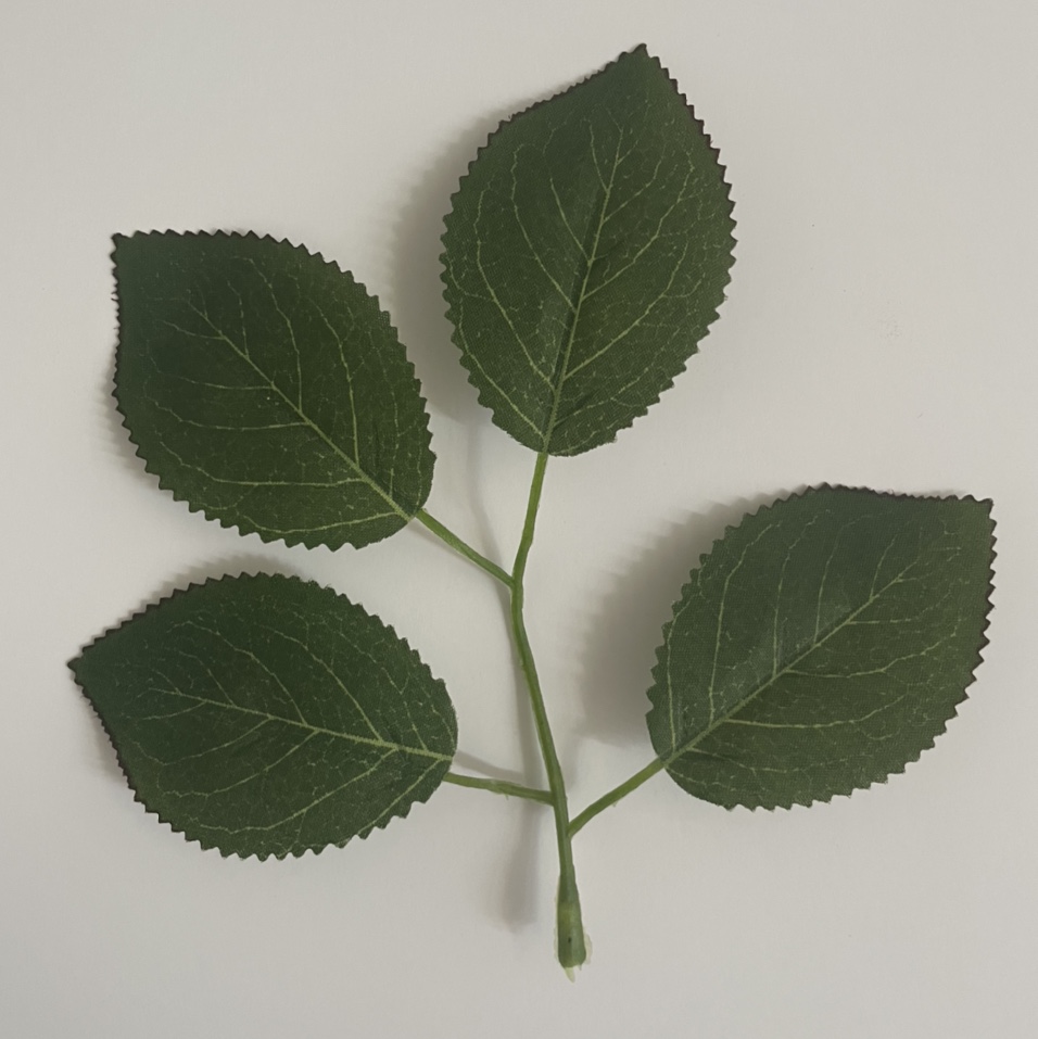 Four-leaf rose leaves