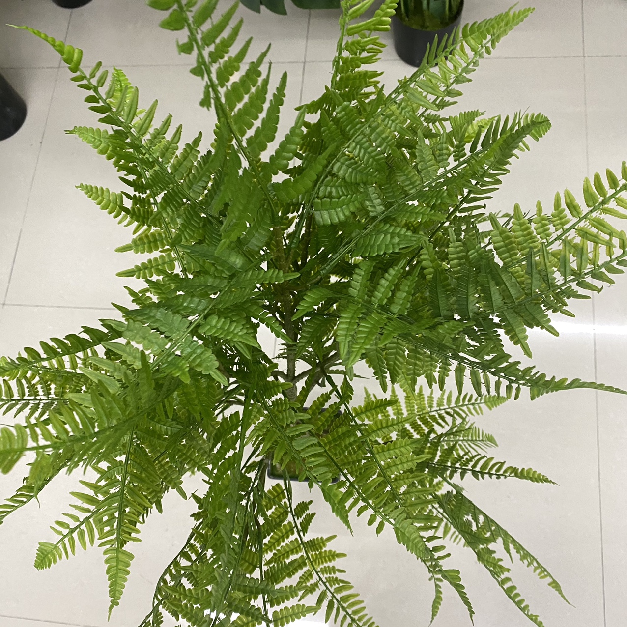 Small blinds tree