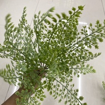 13 head green bunches