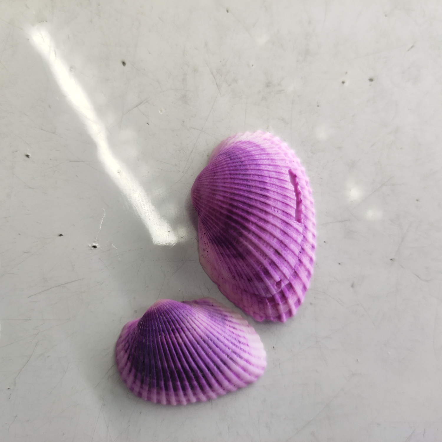 Purple scallop