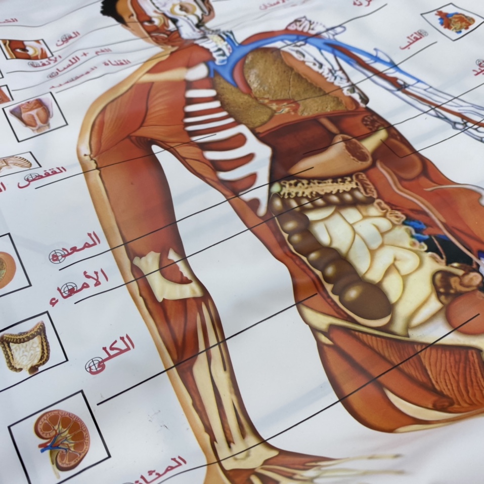881 Human Body Wall Chart