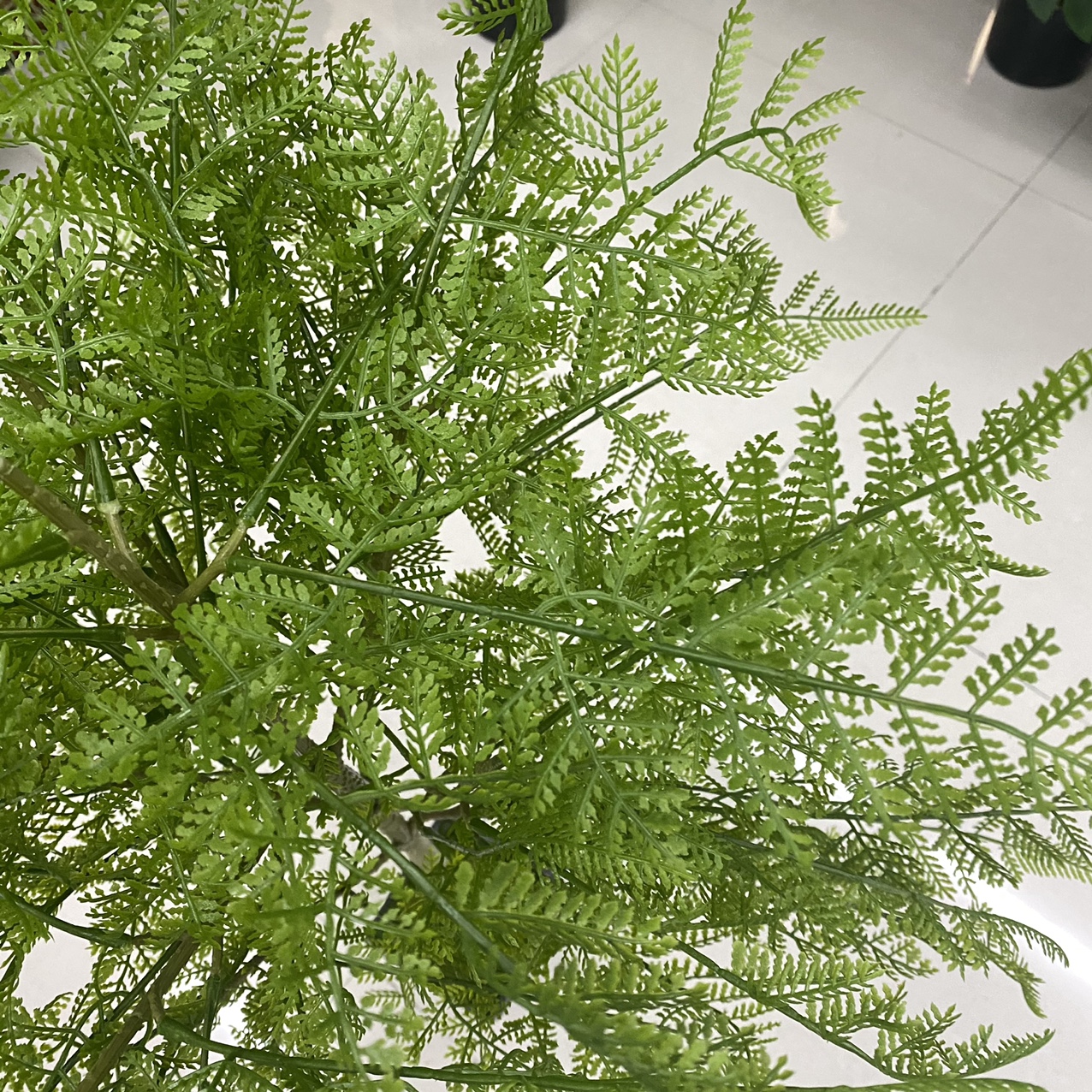 盆栽