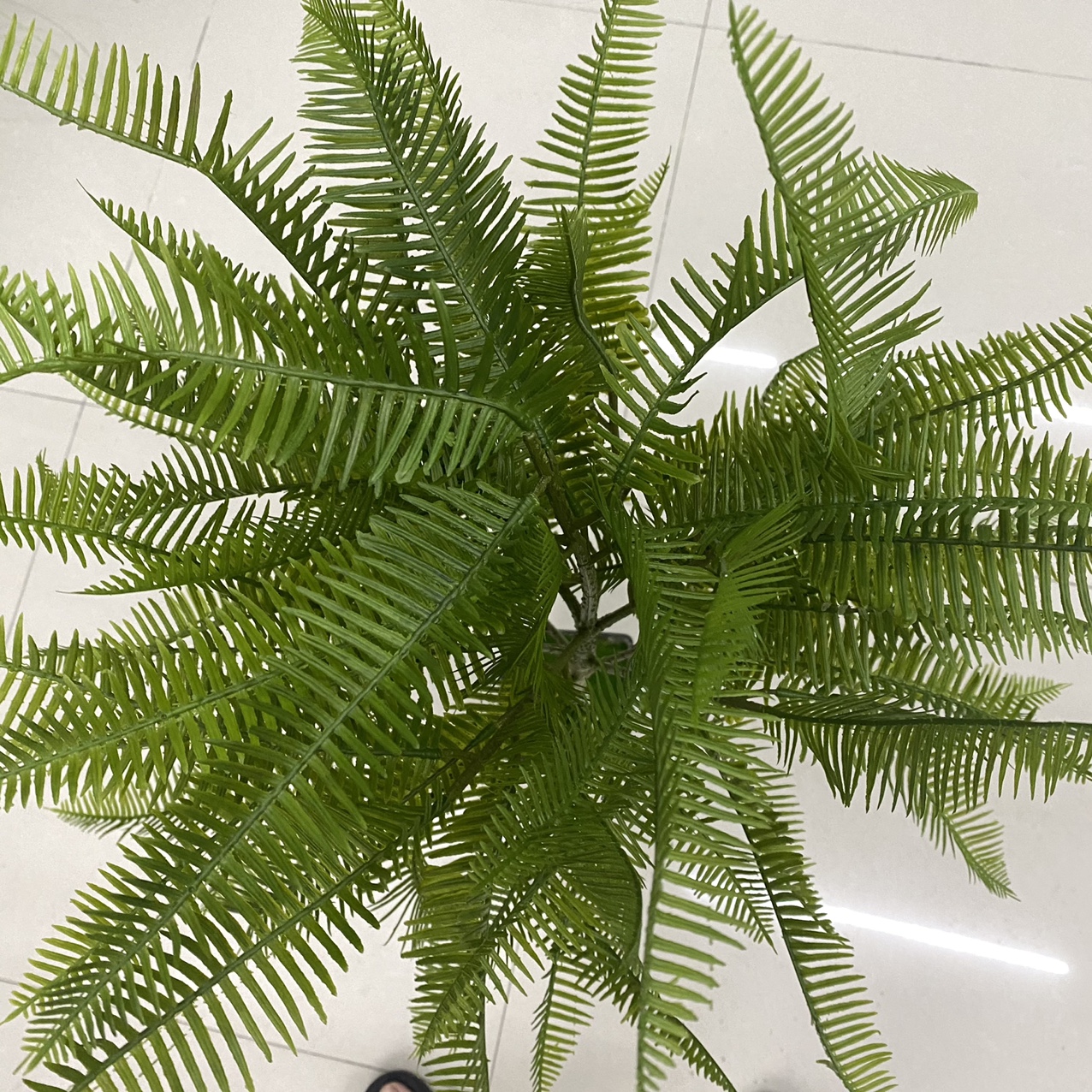 Recent photo of pine needle tree thumbnail