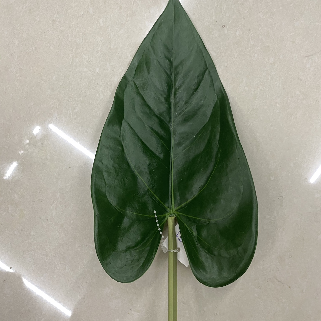 Large leaves dark thumbnail