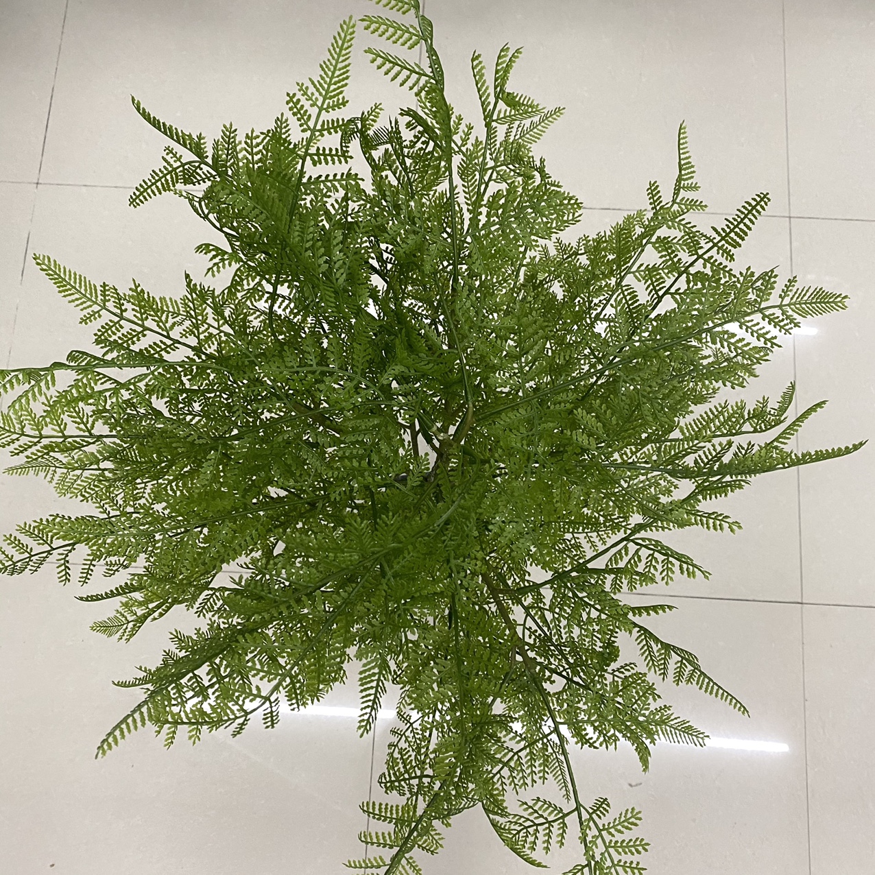 盆栽植物