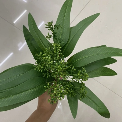 Bloom the green bundle thumbnail