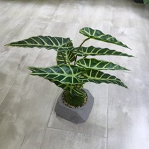 Simulation pot plants home decoration manufacturers direct sales simulation plants