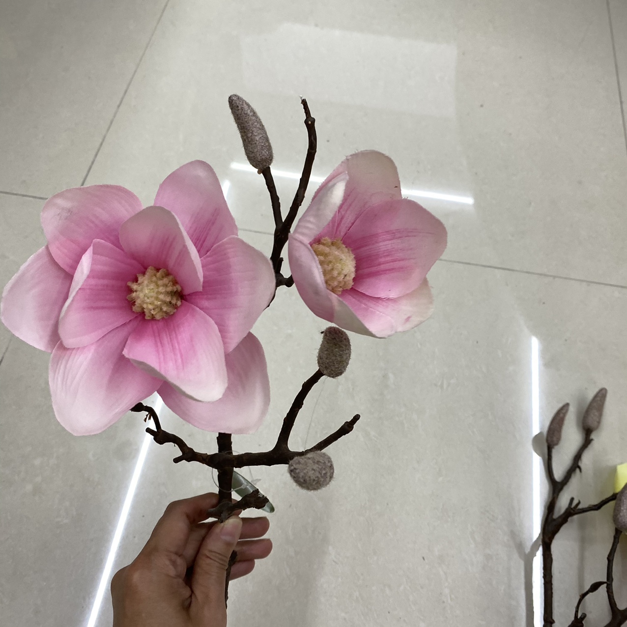 Rose orchid