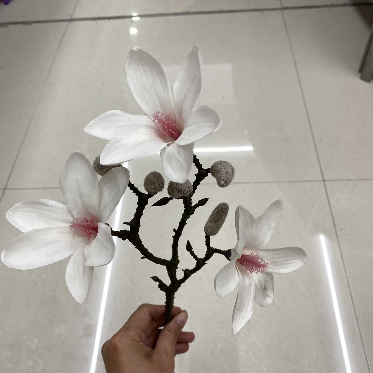 Milky white magnolia