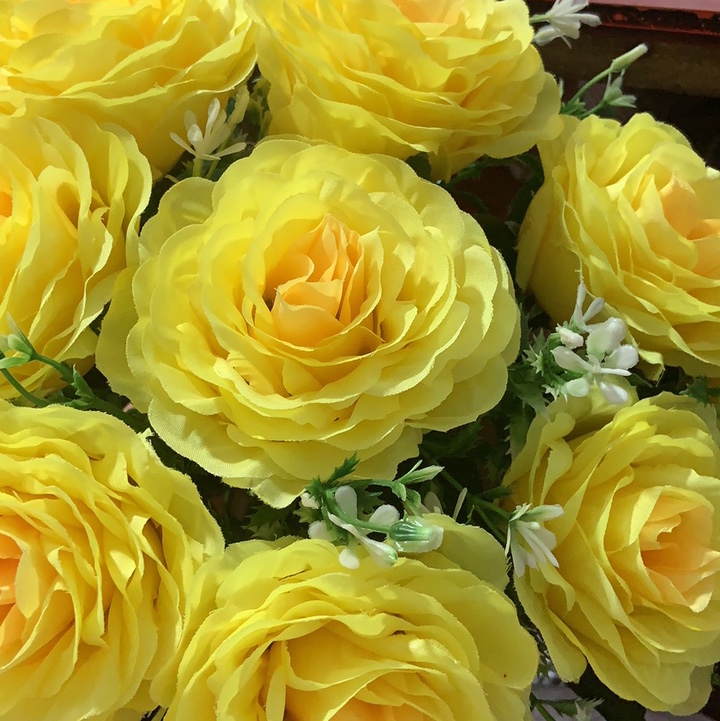 月季花苗四季开花   大包子花瓣多切花玫瑰苗
