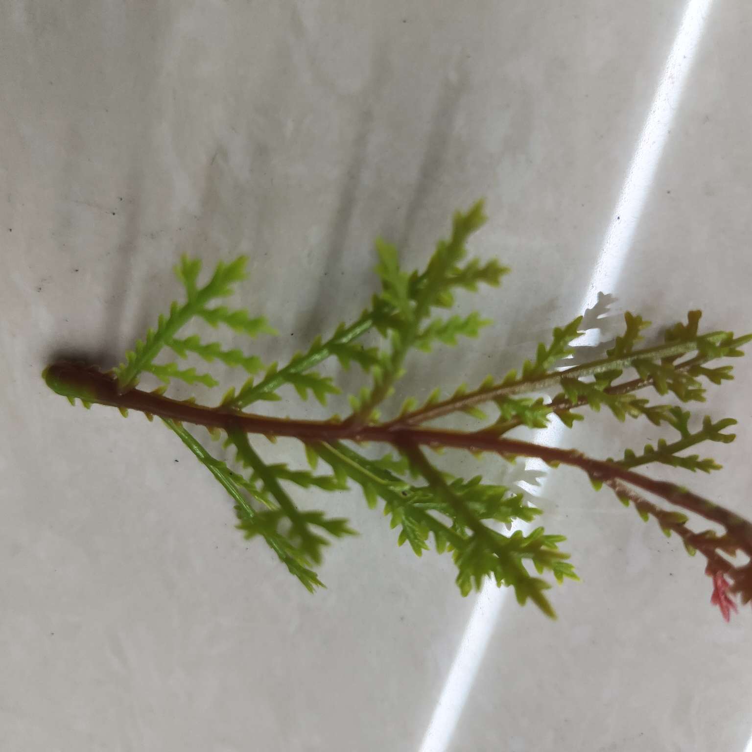 Simulated green plants, simulated plant ornaments, plastic aquatic plants, simulated garden decorations, 113 Specification image