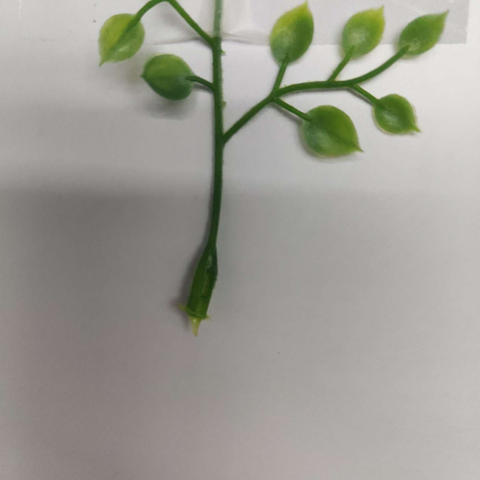 Plastic aquatic plant accessories, green plants, flower decorations, floral art, wedding mall ornaments Item Picture