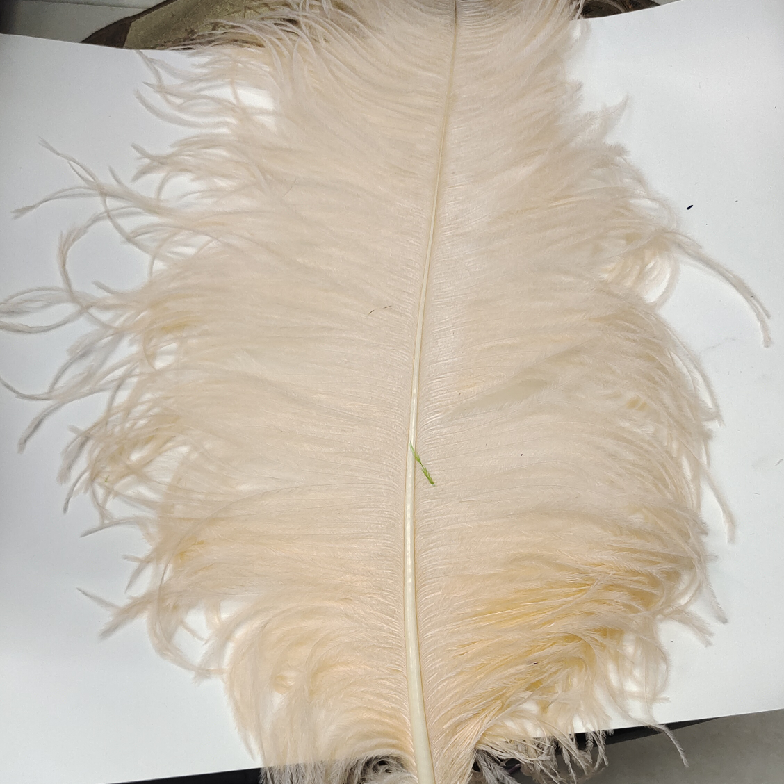 Ostrich feathers 45-50 male snow bud color